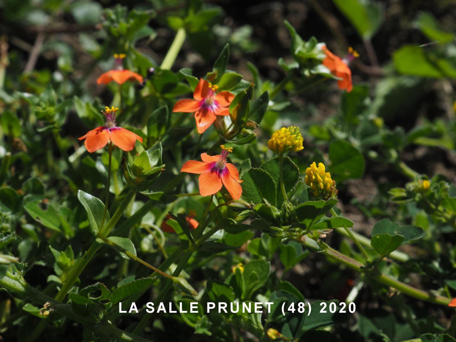 Scarlet Pimpernel